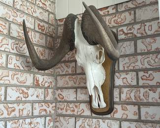 Taxidermy skull & horns