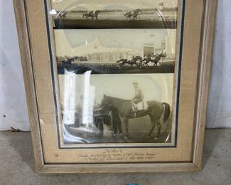 “Navy“ the horse pictures