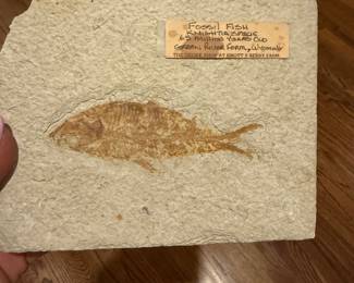 Fossilized fish