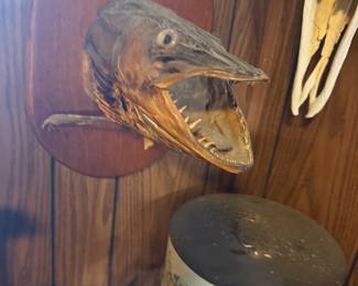 Mounted Northern Pike fish head