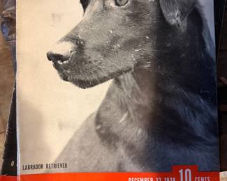 Life magazine December 12 1938 Labrador Retriever