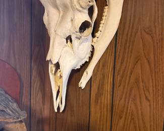 Mounted Skull