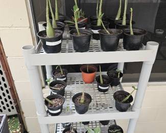 The small Texas roses on the top shelf are little babies and they are $7 each