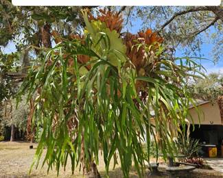 Located up in Cocoa there are about five very large steghorns selling at $200 each and then there is an extra large one that has a honeycomb with honey bees at $400, I believe you will have to have this one moved professionally