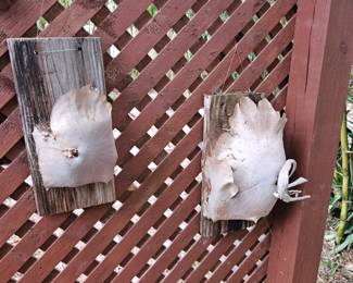 Small little baby staghorns is what I like to call them $30 each