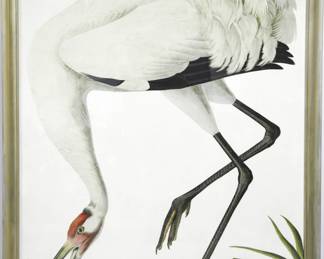 J.J. AUDUBON "HOOPING CRANE" LARGE FORMAT LITHOGRAPH