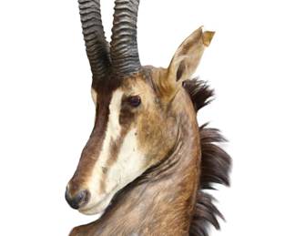 AFRICAN SABLE MOUNT- LARGE!