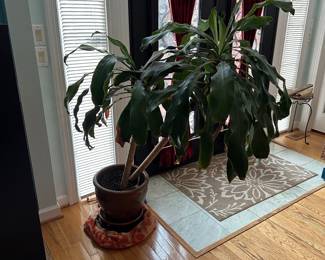 R81 - $45. Large House Plant that needs a little TLC to get it growing the right way again!