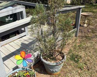Potted Juniper Tree