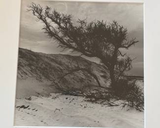 Dead Tree, Carson Boone, 1998