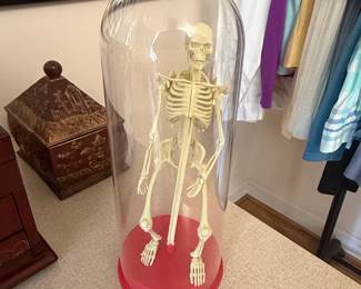 Human Skeleton Model in Glass Dome
