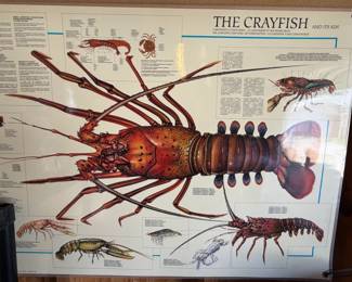 Crayfish Anatomy Poster