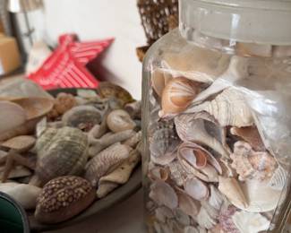Seashells