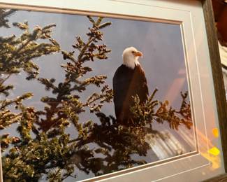 Eagle Photo