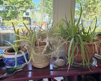 Aloe Vera Plants in Assorted Pots