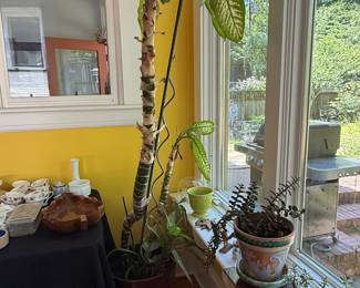 Dieffenbachia (Dumb Cane) Plant