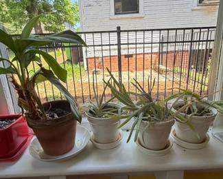 Assorted Potted Plants