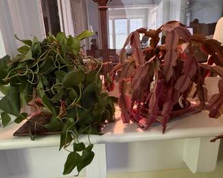 Heartleaf Philodendron and Red Mistletoe Cactus