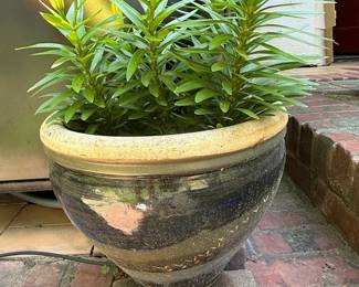 Glazed Ceramic Planter with Lily Buds