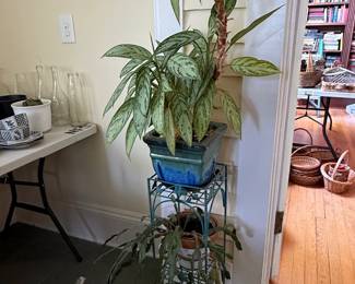 Aglaonema 'Silver Bay' with Christmas Cactus
