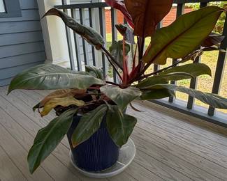 Philodendron 'Prince of Orange'