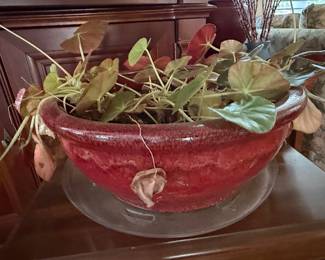Red Glazed Ceramic Planter with Begonia Erythrophylla Plant