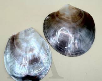 Mother of Pearl shells