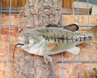 taxidermy big mouth bass 