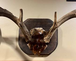 Deer Antler Mount~ $95.00 ~ 9X9
