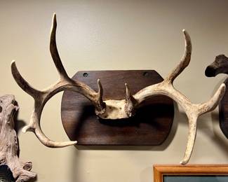 Whitetail Deer Antler Mount~$125.00~ 12X9