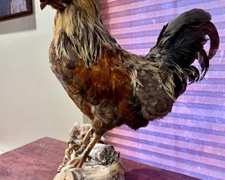Rooster Mounted Taxidermy ~ $295
