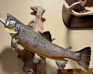 Brown Trout Mounted Taxidermy ~ $295