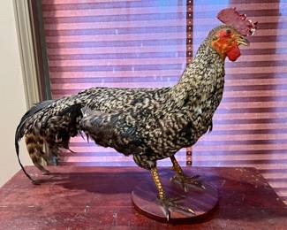 Cuckoo Marans Mounted Taxidermy ~ $250