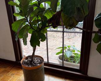 Fiddle leaf fig potted plant