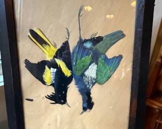 Taxidermy Birds in Frame