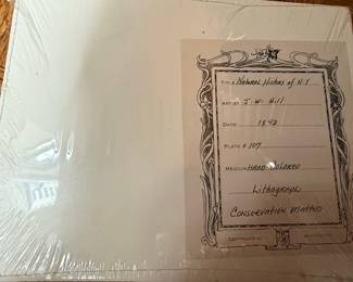 Snow Goose, Fig. 135, Plate 107 by J.W. Hill, 1843