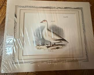 Snow Goose, Fig. 135, Plate 107 by J.W. Hill, 1843