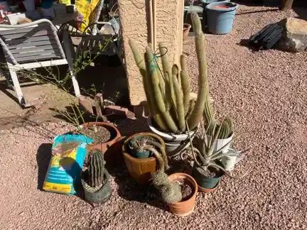 001 Cacti Are Cool Lot One