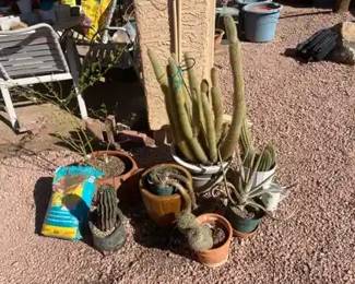 001 Cacti Are Cool Lot One