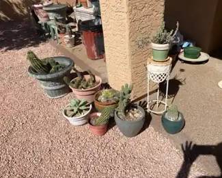 Cacti Are Cool Lot Four 