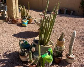 Cacti Are Cool Lot Two