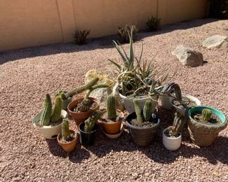 Cacti Are Cool Lot Five