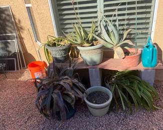 Aloe Agave And More Succulents 