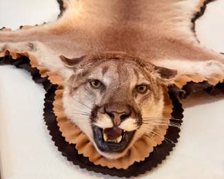 mountain lion skin