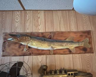large wall mount northern pike taxidermy