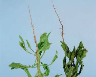 171 Amir Zaki (b. 1974) "Boring Weed Quite Dead, Same Weed Just Pulled," 2003 Archival pigment photograph on paper Edition: 1/6 Signed, dated, and numbered in ink on the frame's backing board: Amir Zaki 2003; titled and alternatively dated 2002 on two labels affixed to the frame's backing board Sight: 21.25" H x 21.25" W Estimate: $500 - $700