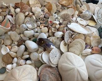 Sand dollars. Shells.