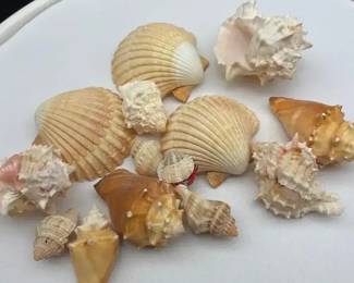 Decorative Sea Shell Collection  Assorted Natural Beach Shells