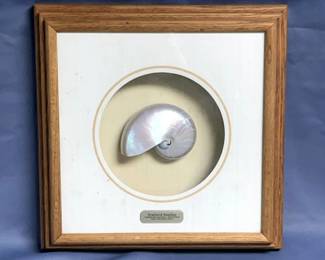 Pearlized Nautilus Framed Specimen Shell 