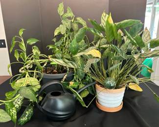 Two Potted Houseplants With Water Pitcher